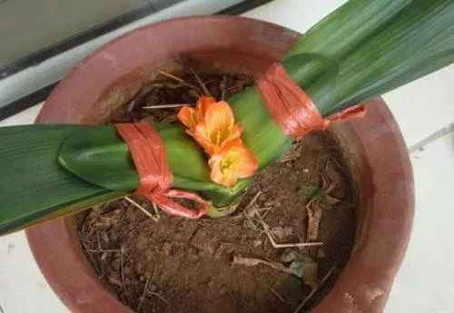 君子兰夹箭了怎样才能长出来,君子兰夹箭怎样处理就能抽箭开花