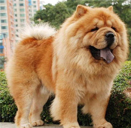 松狮好喂养吗,养松狮要注意什么