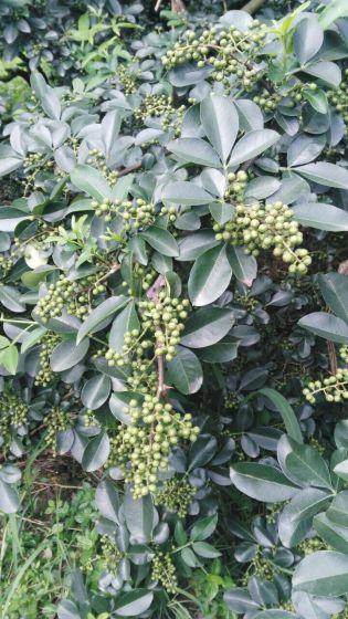 古代烹饪要哪些特殊调料,古人烧菜用什么香料