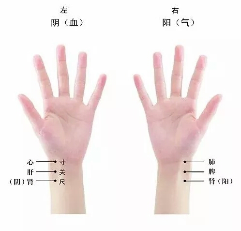 中医怎样把脉视频教程,中医怎样把脉动画