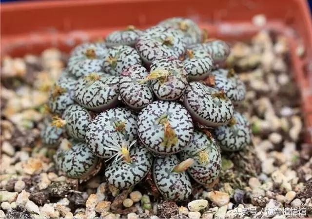 那些年，让*欲人**罢不能的屁屁！美呆了！