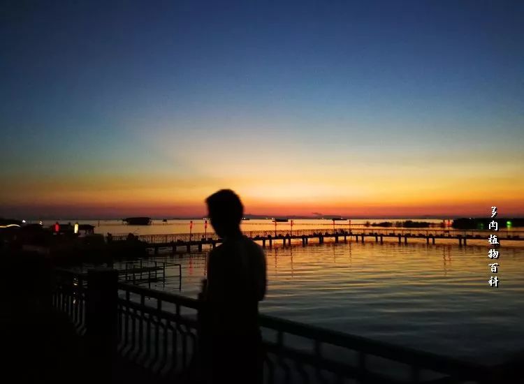 与多肉作伴,与多肉相伴的视频