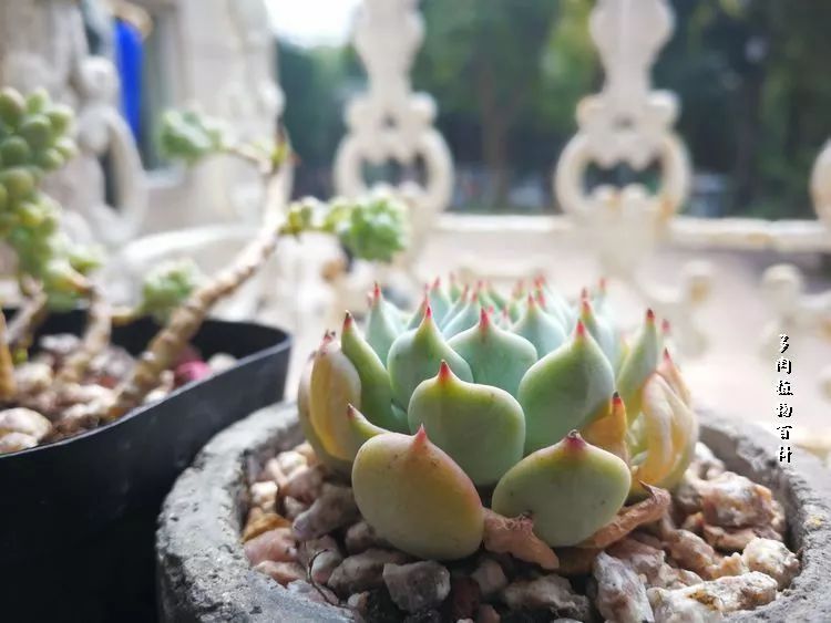 与多肉作伴,与多肉相伴的视频