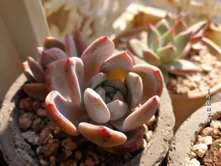 与多肉作伴,与多肉相伴的视频