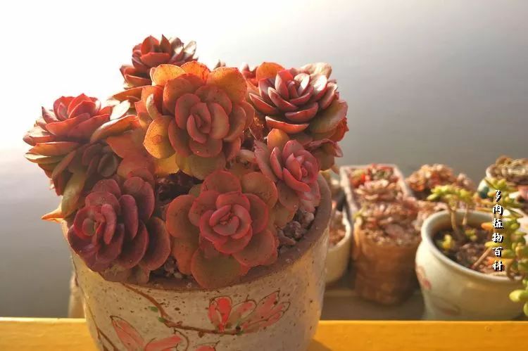 与多肉作伴,与多肉相伴的视频