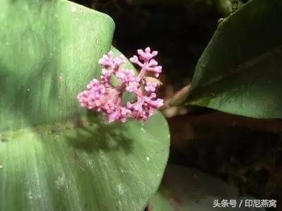 印尼卡琪花蒂玛，“补气血、润女人”