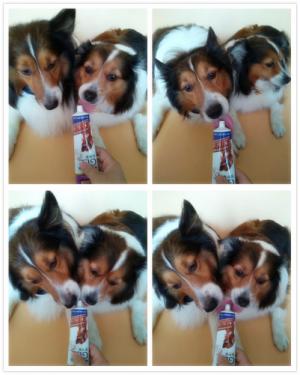 狗狗吃营养膏有什么坏处,狗狗吃营养膏吃多了怎么办