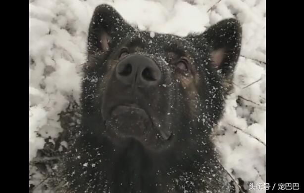 狗狗失恋的场景,狗狗失恋叫得真伤心