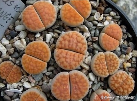 那些年，让*欲人**罢不能的屁屁！美呆了！