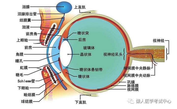 解剖学姿势顺口溜,解剖实验害怕怎么办