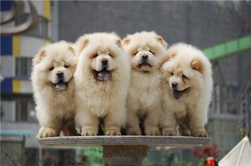 松狮好喂养吗,养松狮要注意什么