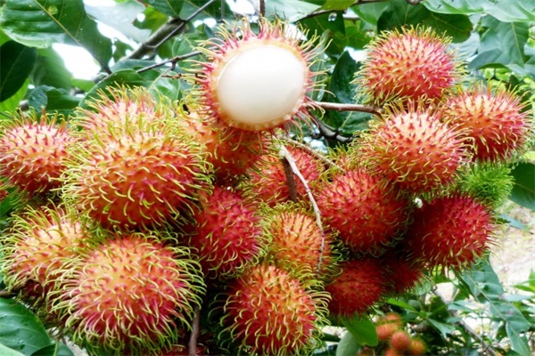 去三亚带什么特产好一点,三亚旅游有什么特产可以带回来