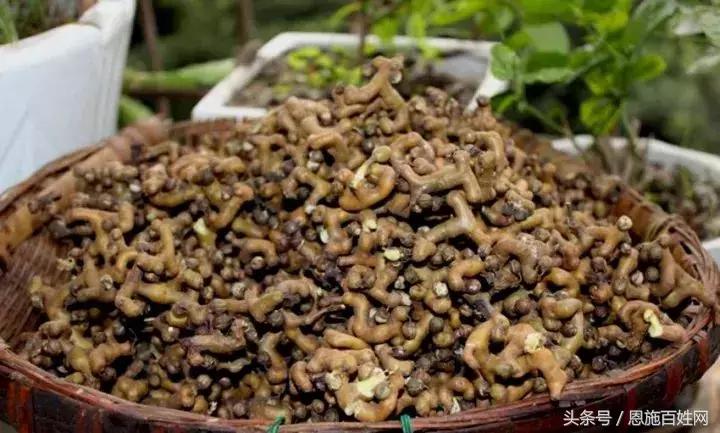 恩施山里野果小时候的味道,恩施野果大全