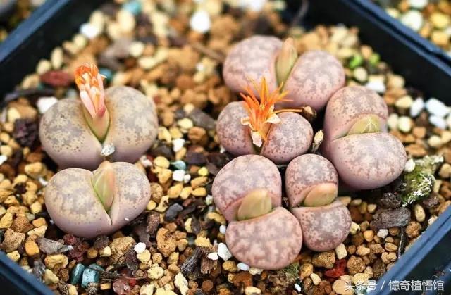 那些年，让*欲人**罢不能的屁屁！美呆了！