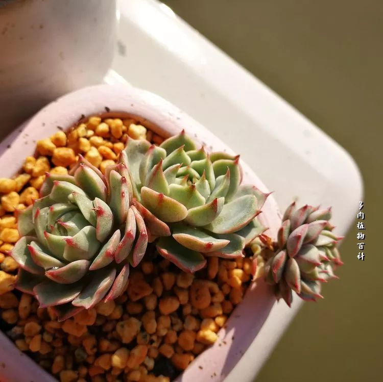 与多肉作伴,与多肉相伴的视频