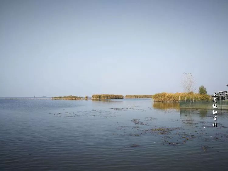 与多肉作伴,与多肉相伴的视频