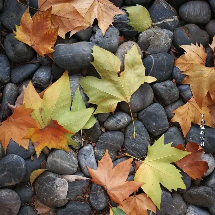 与多肉作伴,与多肉相伴的视频