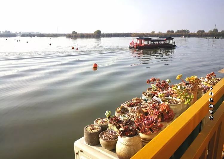 与多肉作伴,与多肉相伴的视频