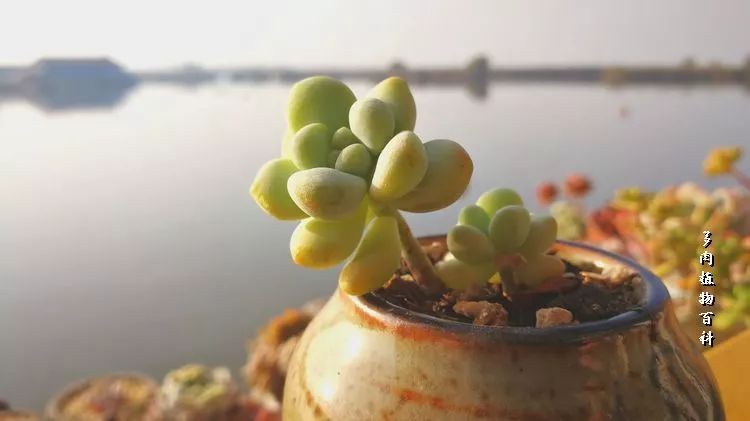与多肉作伴,与多肉相伴的视频