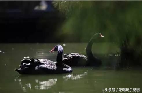 昆十怎么样,昆十中教学质量如何