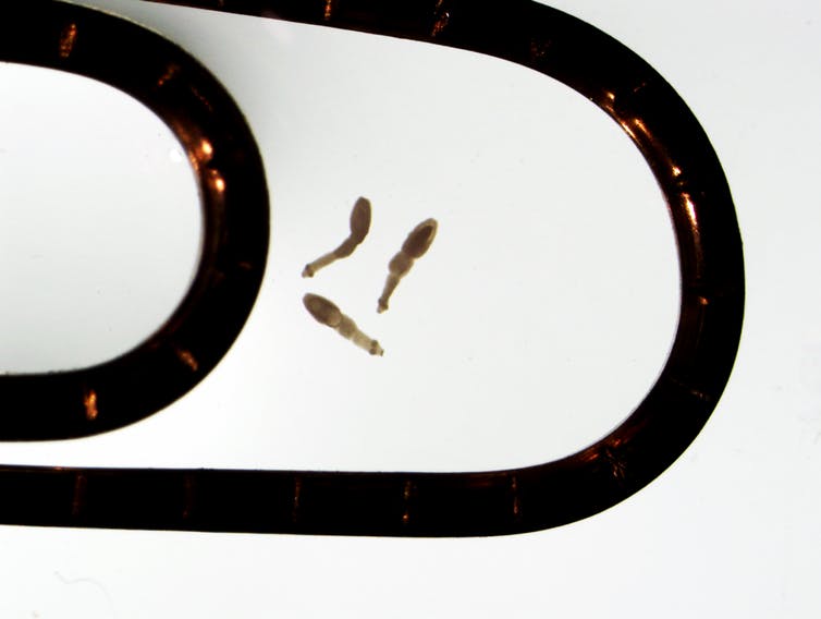 怎么预防狗身上的绦虫,狗狗绦虫会有啥危害吗