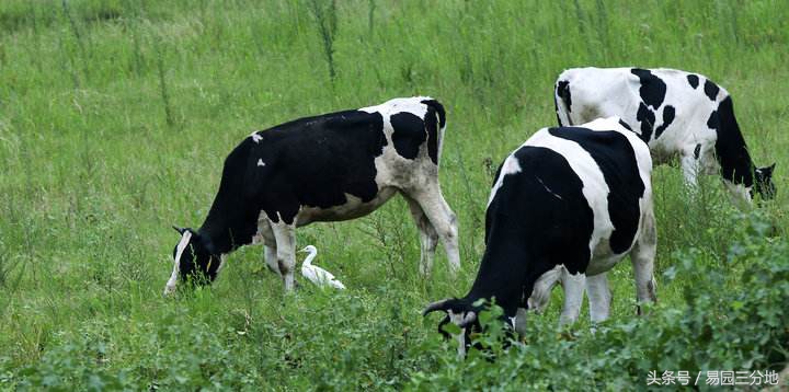 生肖丑牛2019,丑牛生肖生在什么时候好