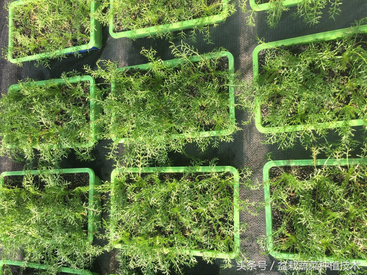 玛咖本是秘鲁蔬菜，现在回归餐桌，在中国菜谱上是否会有一席之地