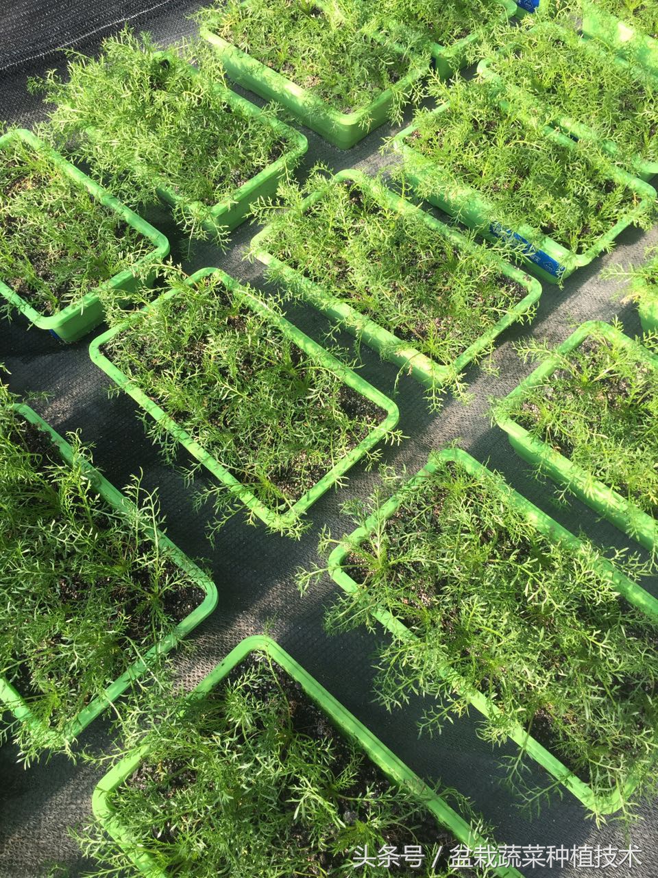 玛咖本是秘鲁蔬菜，现在回归餐桌，在中国菜谱上是否会有一席之地