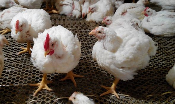 今年养白羽鸡价格行情如何,鸡价最新行情散养