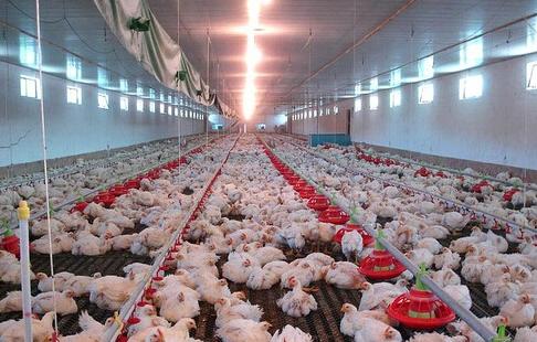 今年养白羽鸡价格行情如何,鸡价最新行情散养