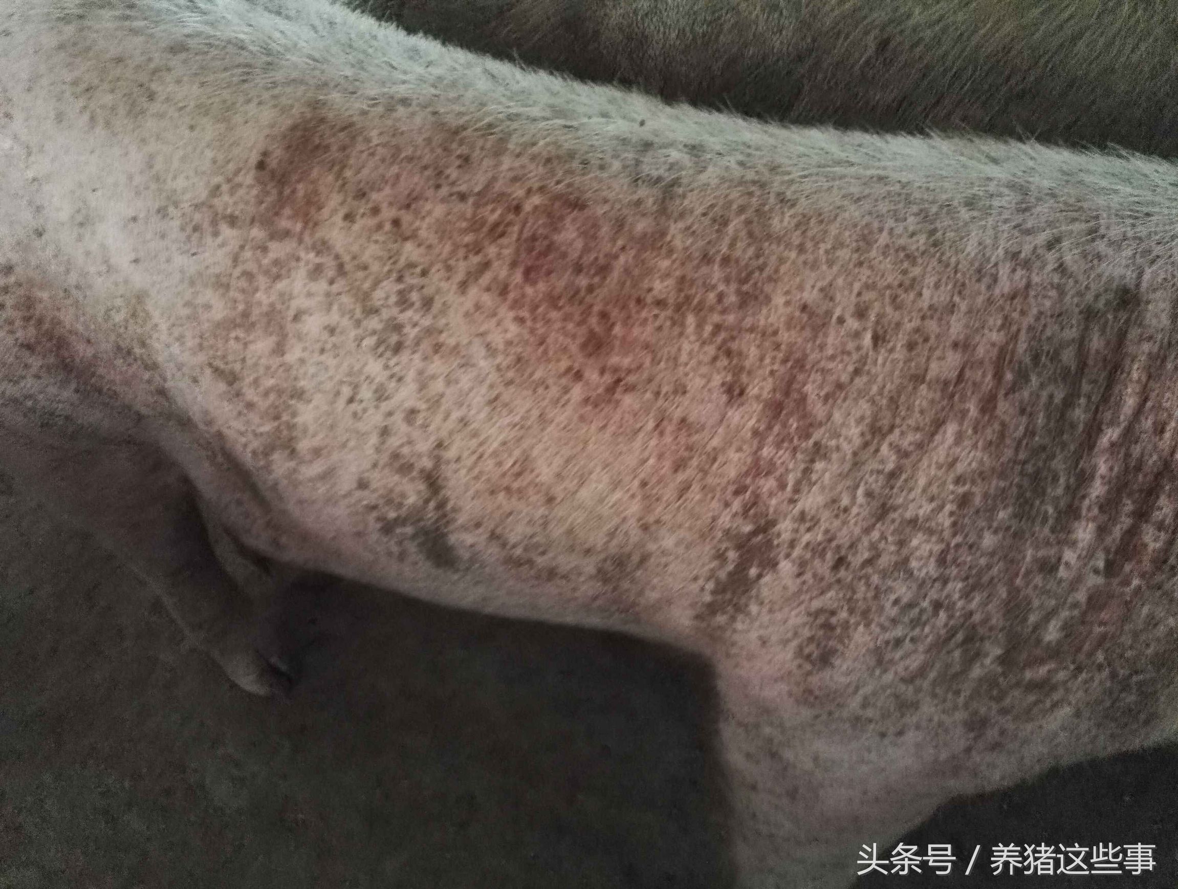 猪疥虫治疗方法,猪疥螨病怎么治疗