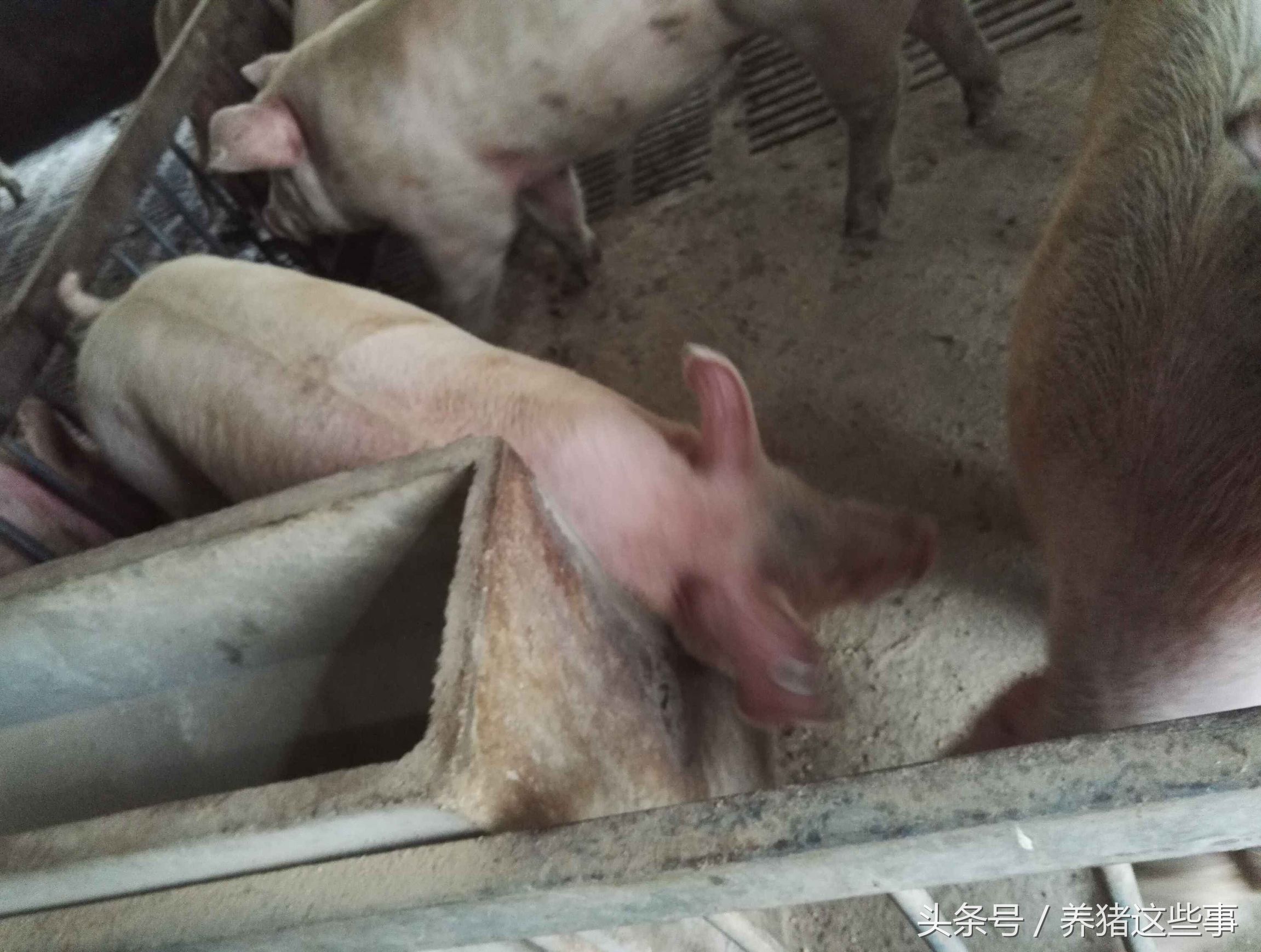 猪疥虫治疗方法,猪疥螨病怎么治疗