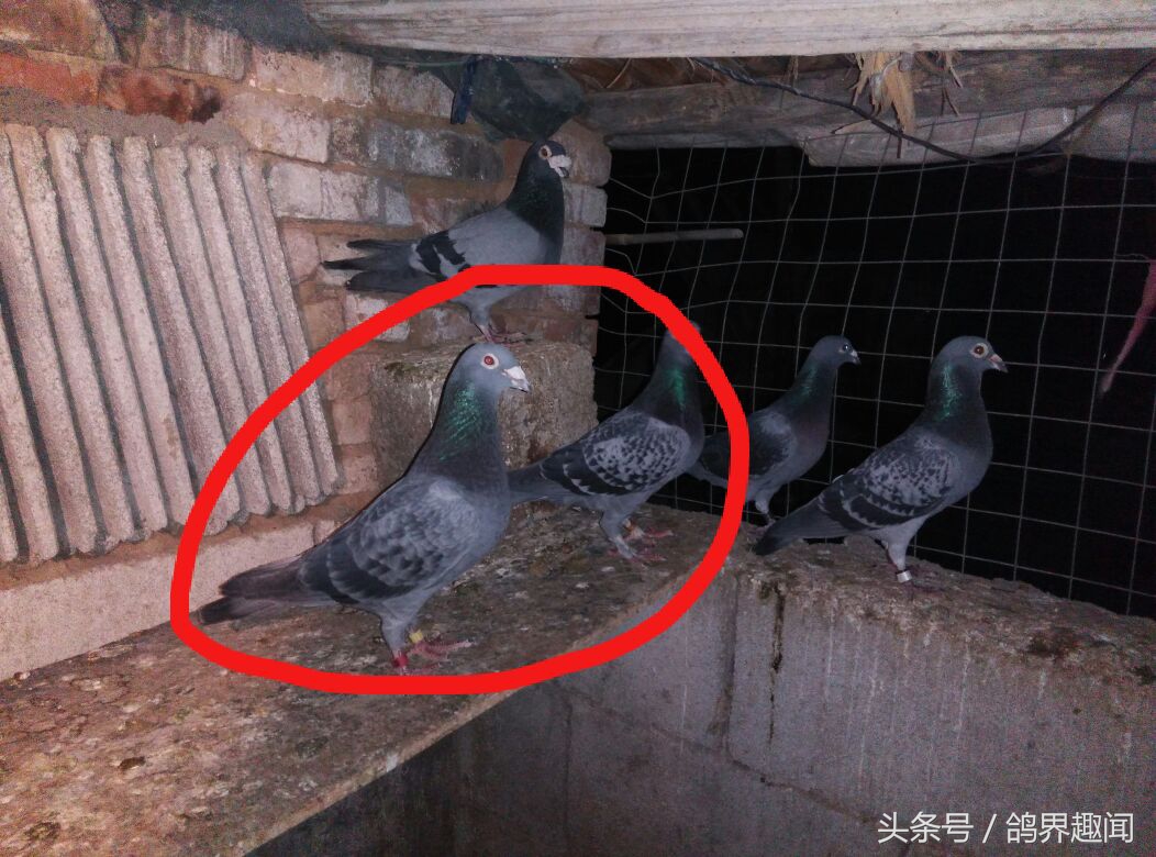 鸽子挑食甩食怎么治疗,为什么鸽子特别挑食