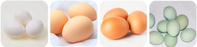 土鸡蛋草鸡蛋区别,土鸡蛋鲜鸡蛋散养鸡蛋哪个好吃