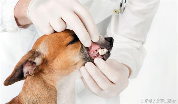 狗狗牙齿黄口臭怎么办,狗狗牙齿保健四步走