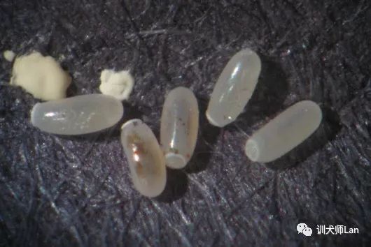 家中有跳蚤用什么杀虫剂能除掉,家中跳蚤怎么消灭最快又安全有效