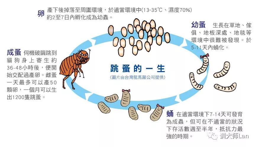 家中有跳蚤用什么杀虫剂能除掉,家中跳蚤怎么消灭最快又安全有效