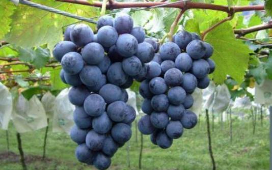 最补血的竟然不是阿胶,红枣,真正的补血圣品原来是它!你知道吗