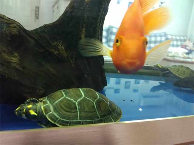 最好养又可爱互动性好的乌龟,养了二十年的乌龟有灵性吗