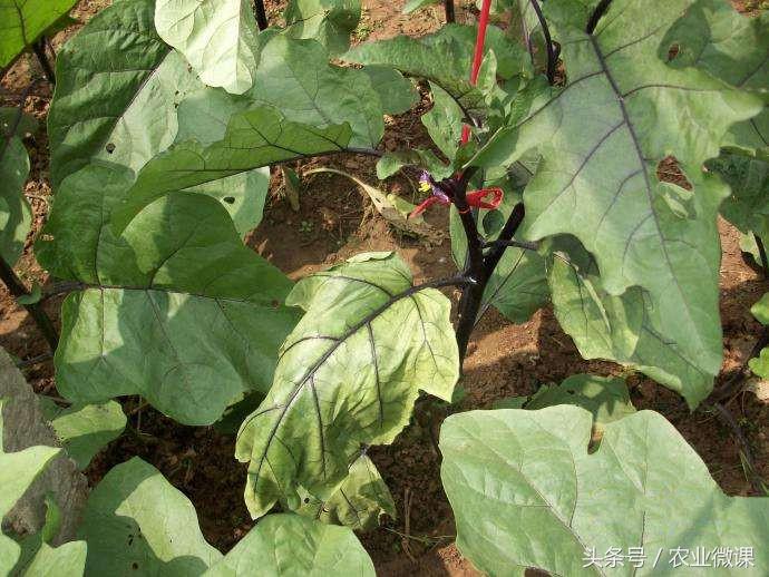 蔬菜死苗怎么办,蔬菜死苗烂棵主要原因分析