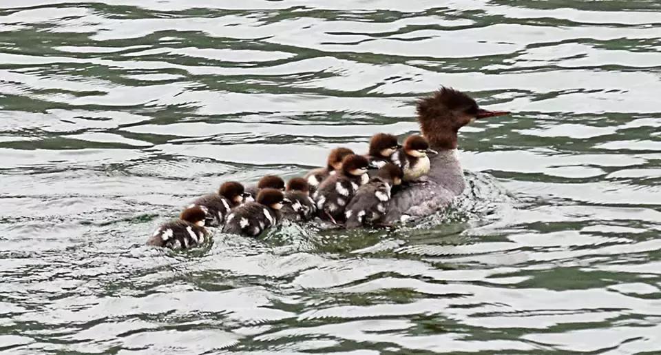 加拿大外星酒店,国外外星酒店
