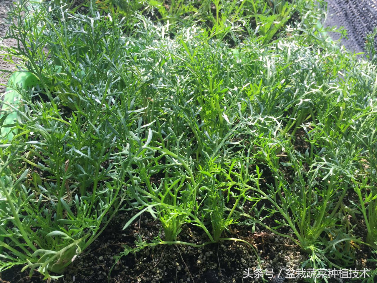 玛咖本是秘鲁蔬菜，现在回归餐桌，在中国菜谱上是否会有一席之地