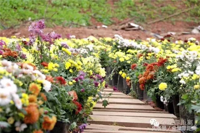 国家森林康养基地示范县,国家级全域森林康养试点建设县