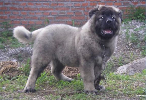 狗狗断尾可以直接把尾巴剪掉吗,为什么断尾会延长狗狗寿命