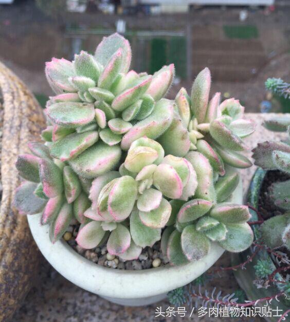 大棚买多肉,多肉大棚买多肉贵不贵