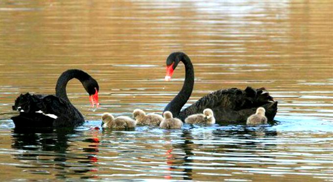 微山湖风景区湖滨湿地,微山湖国家湿地公园