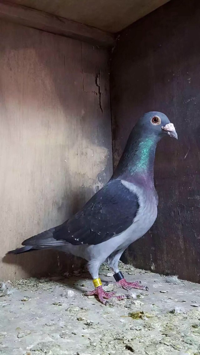 新手鸽友怎么做能使鸽子保持健康,用这几招养的鸽子个个活泼可爱