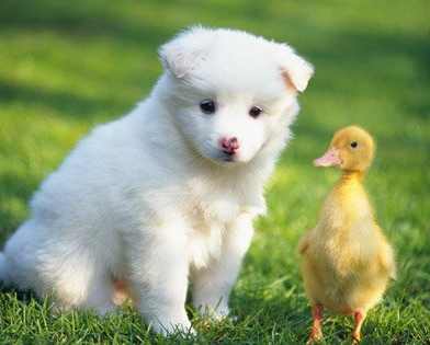 帝师2022生肖狗运势,2018年生肖狗的运势