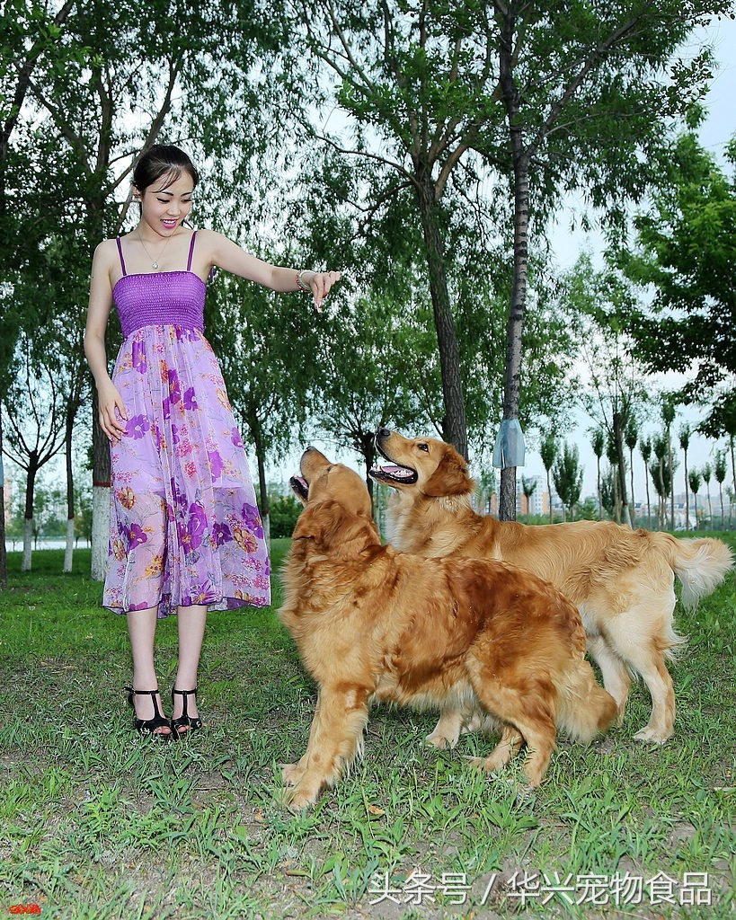 金毛犬的十大危险,金毛为啥抑郁