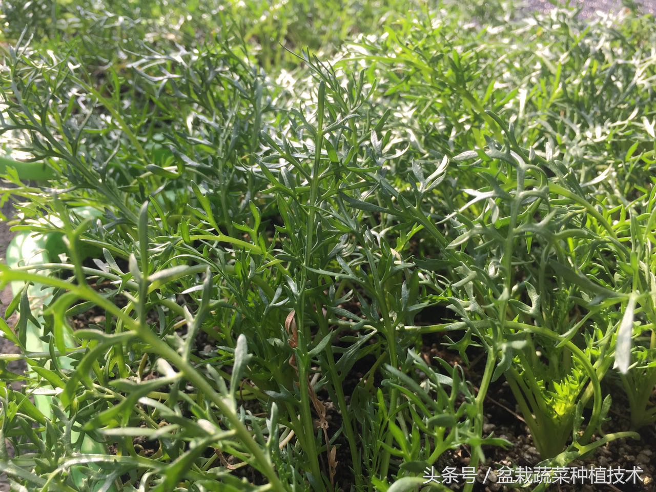 玛咖本是秘鲁蔬菜，现在回归餐桌，在中国菜谱上是否会有一席之地